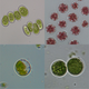Illustration for article titled Were one step closer to cheap, abundant biofuel